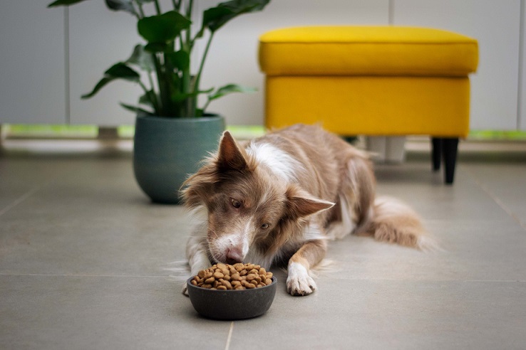 Best Dog Foods For Senior Dogs With Dental Problems (2022)