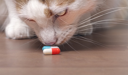 Treating Cat Food Allergies: Best Allergy Meds For Cats (2022)